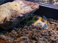 /album/tortellini/torti-10-jpg/